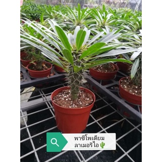 พาชีโพเดียม ลาเมอริไอ🌵ไซส์ 16-17 ซม. (Pachypodium lamerei)​🌵​ไม้เมล็ดเพาะในไทย เหมาะสำหรับจัดสวน🌵🌻