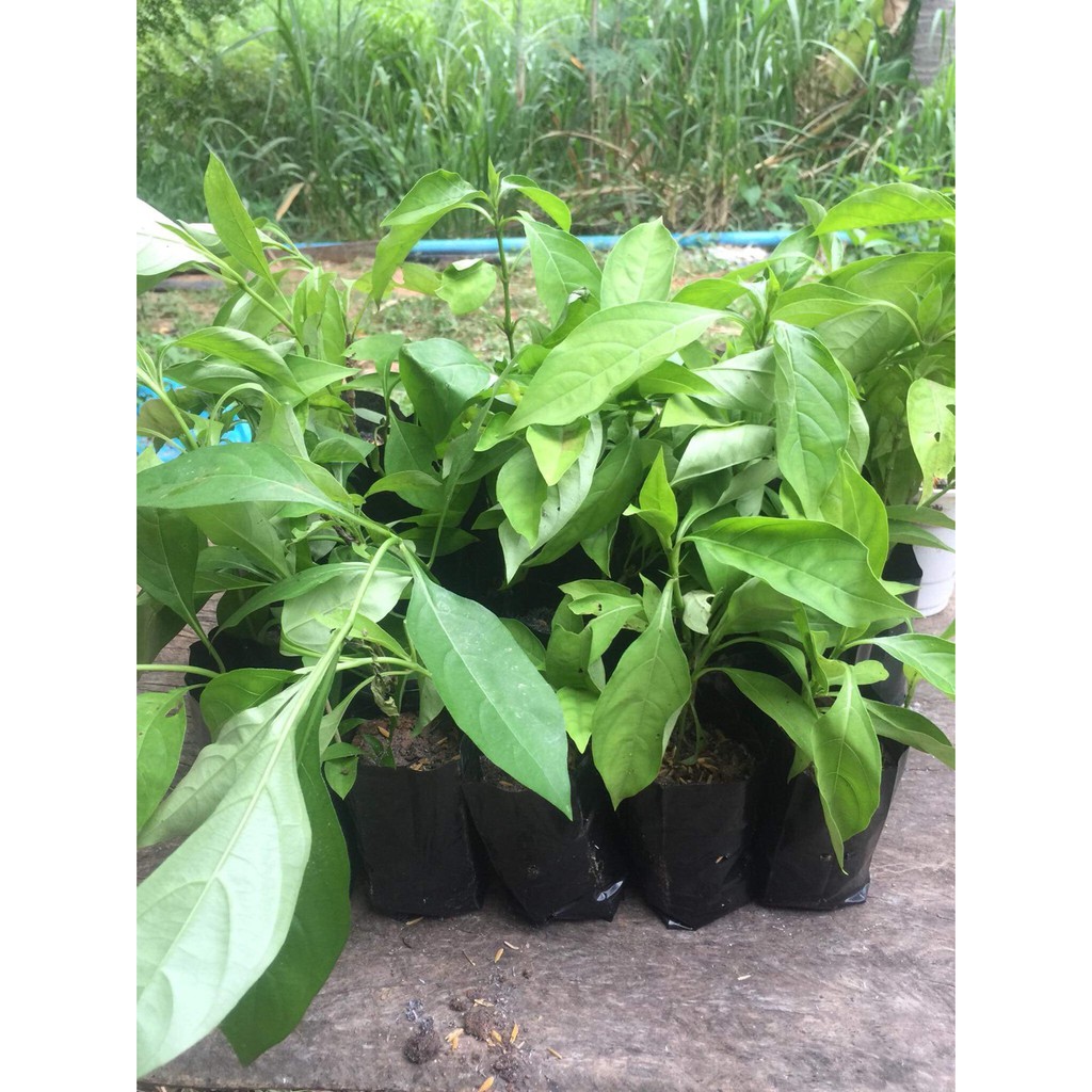 ต้นอังกาบหนู (ดอกสีเหลือง)#มะเร็ง