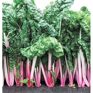 เมล็ดพันธุ์ สวิสชาร์ด ฟลามิงโก้ (Flamingo Swiss Chard Seed) บรรจุ 20 เมล็ด