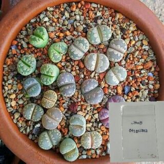 Lithops otzeniana seeds เมล็ดไลทอป