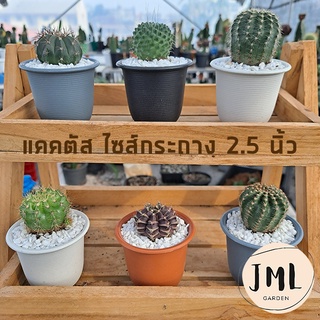 JML แคคตัส ไซส์กระถาง 2.5นิ้ว แมมบล็อคโคลี่ เมโลแคคตัส ยิมโน อิชินอป อิชินอปไฮบริด ดาวล้อมเดือน กระบองเพชร ของขวัญ