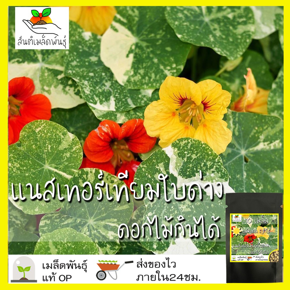 เมล็ดพันธุ์ แนสเทอร์เทียม ใบด่าง คละสี (ดอกไม้กินได้) 10 เมล็ด Mixed Alaska Nasturtium เมล็ดพันธุ์แท้ นำเข้าต่างประเทศ