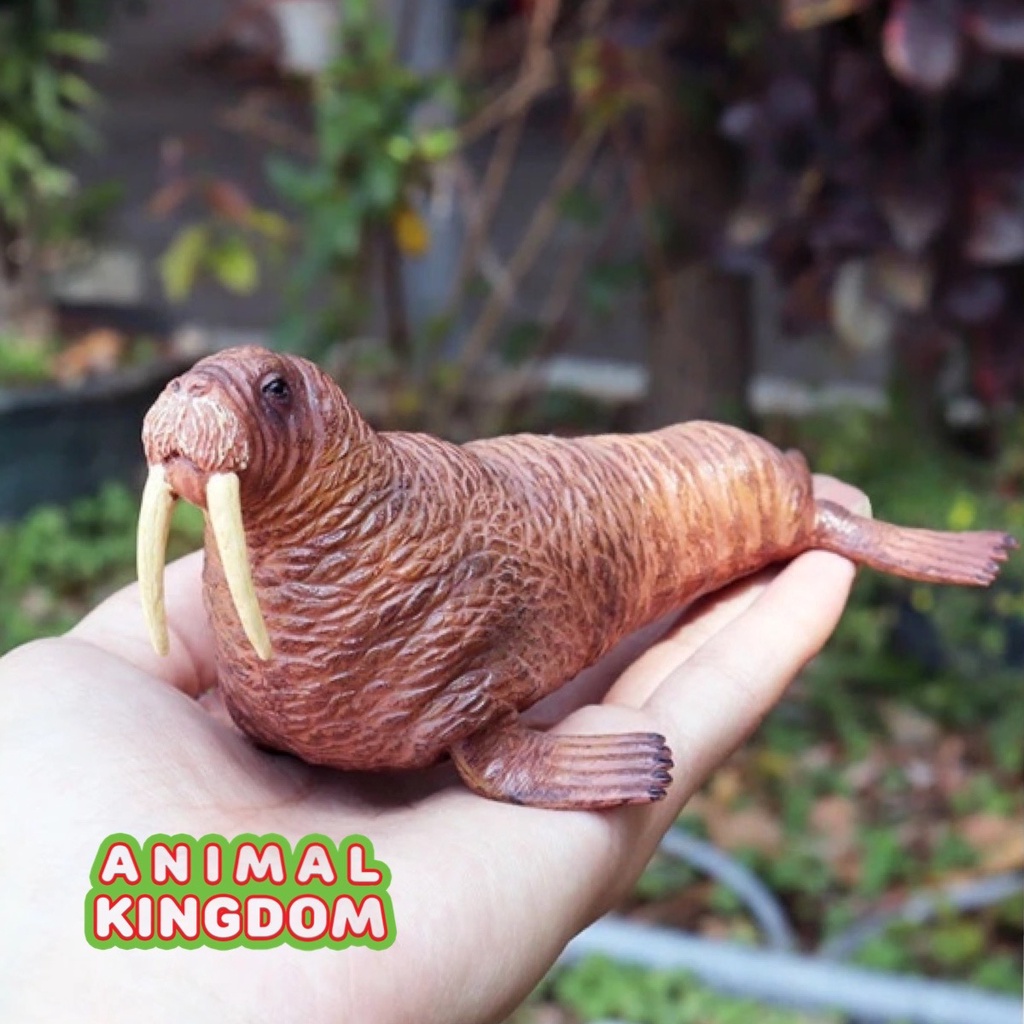 Animal Kingdom โมเดลสัตว์ Walrus วอลรัส แมวน้ำ ขนาด 15.00 CM (จากหาดใหญ่)