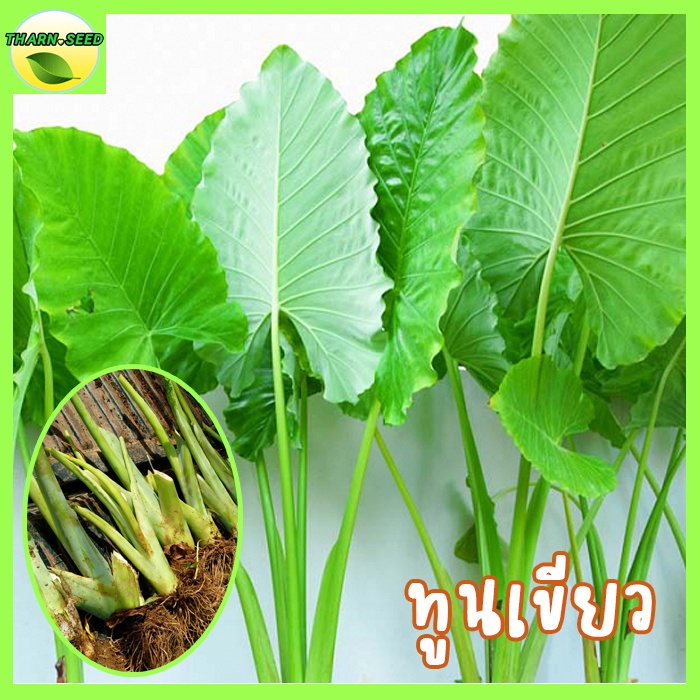 บอนทูนเขียว ต้นสวยทานได้ค่ะ คูน ตุน ทูน ออดิบ อ้อดิบ green taro