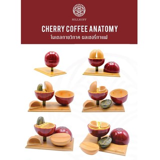 Hillkoff : CHERRY COFFEE ANATOMY : โมเดลกายวิภาค ผลเชอรี่กาแฟ