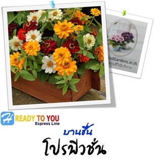 บานชื่น (Zinnia) โปรฟิวชั่น 10 เมล็ด (จาก Sakata Ornamentals EMEA)