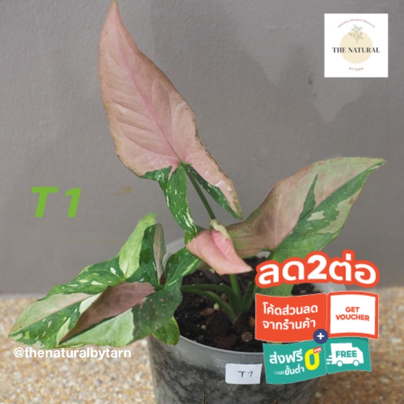 เงินไหลมาไตรคัลเลอร์ (3 สี) - Syngonium Red Spot Tricolor รากแน่น ด่าง ...