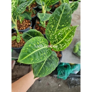 ต้นดิฟเฟนบาเกีย 🌳☘️ dieffenbachia สาวน้อยปะแป้ง