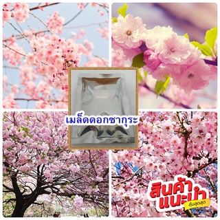 เมล็ดซากุระญี่ปุ่น Sakura