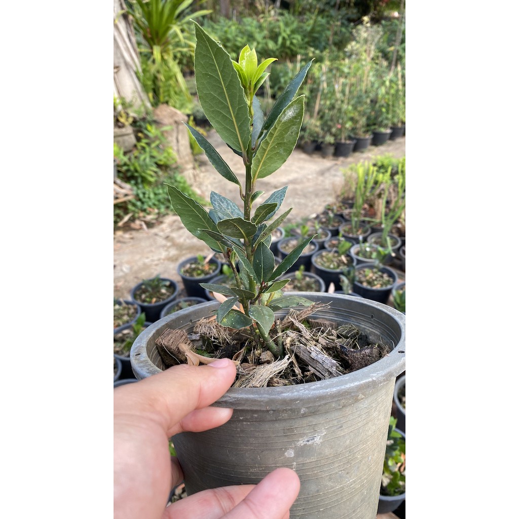 ต้น  Bay Leaf Tree herb