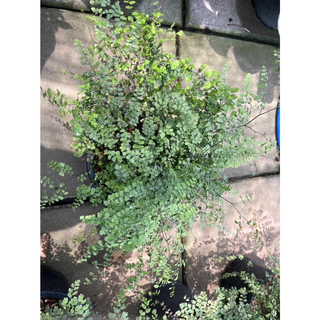 มุมมอง 3