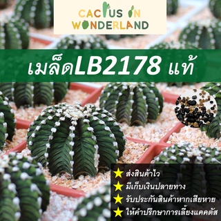 เมล็ดLB แท้ LB2178 เมล็ดแคคตัส เมล็ดกระบองเพชร