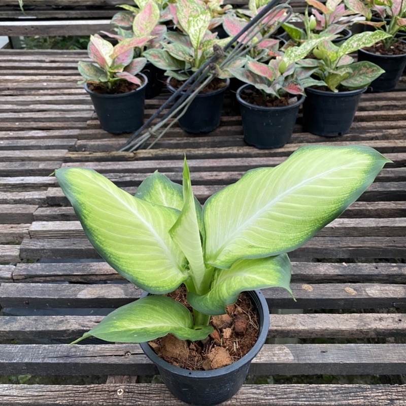 ต้นแสงจันทรา แพ๊คจัดส่งทั้งกระถางขนาด 5.5 นิ้ว ต้นสูงรวมกระถาง 35 เซน อโกลนีมาแสงจันทรา - รูปที่ 3