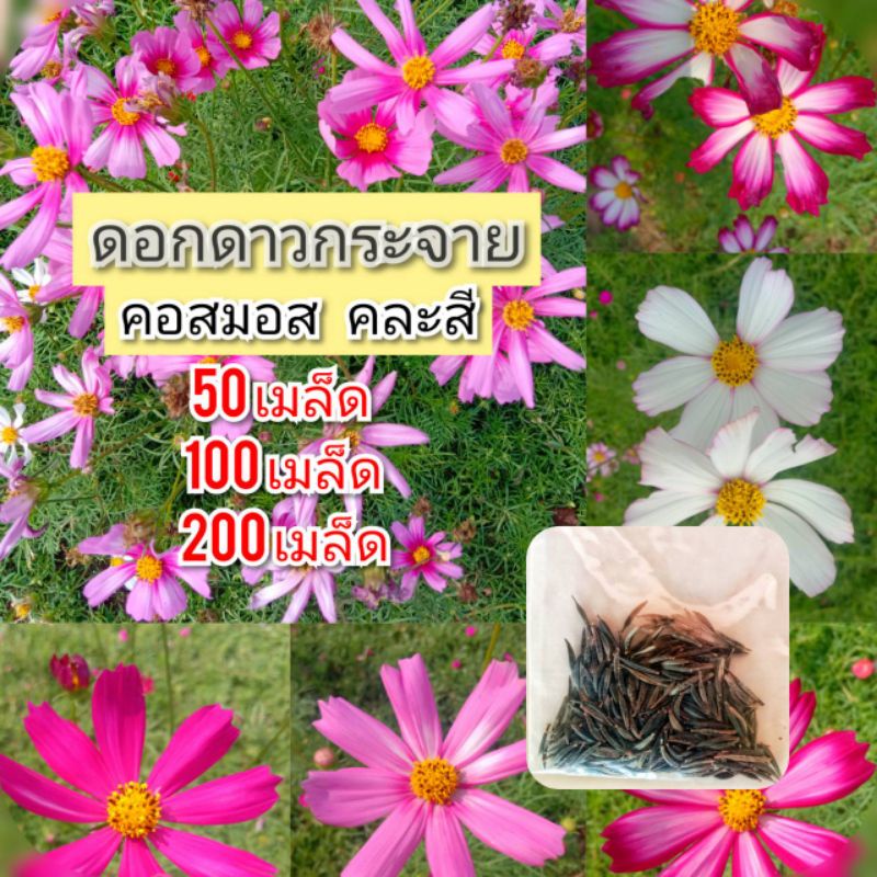 เมล็ดพันธุ์ ดาวกระจาย ดอกดาวกระจาย คอสมอส 50-200 เมล็ด (คละสี)