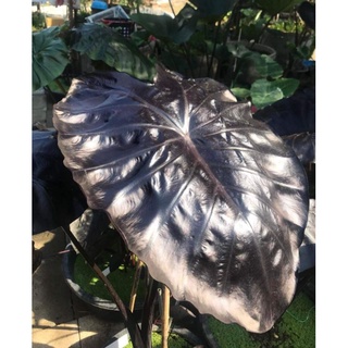 HK Garden (ชำมีรากเเล้ว) บอน colocasia black coral (โคโลคาเซิยแบล็คโครอล) เเท้ 100% ไซส์ตั้งเเม่ สูง 35-80 ซม.