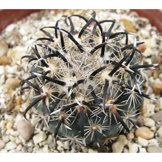 Coryphantha kracikii 10เมล็ด.-59