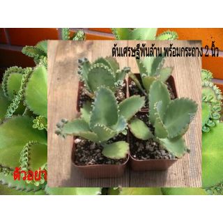 เศรษฐีพันล้าน Mother of Thousands   ชื่อ ครอบครัวอบอุ่นสบาย จิ๋วน่ารัก