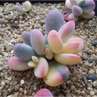 Cotyledon orbiculata 50 เมล็ด🌸