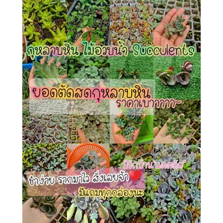 ยอดกุหลาบหินตัดสด กุหลาบหินราคาถูก กุหลาบหินสำหรับมือใหม่ succulent มือใหม่ก็ชำได้ง่ายๆ 🌵พร้อมส่ง