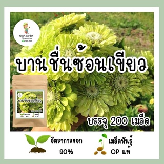 เมล็ดพันธุ์ บานชื่นสีเขียว 200 เมล็ด เมล็ดพันธุ์แท้ อัตราการงอกสูง