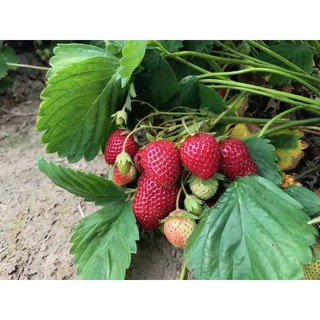 เมล็ดพันธุ์ Strawberry สายพันธุ์ Hood 50 เมล็ด เมล็ดพันธุ์นำเข้าจาก ยุโรป