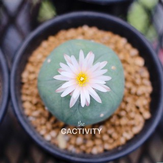 Lophophora โลโฟไม้เมล็ด (ภาพ 03-09-2022)