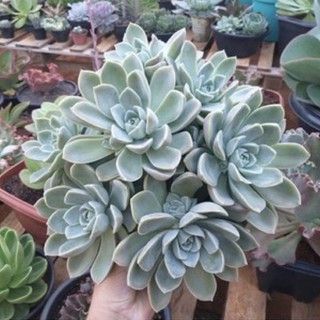 💙Echeveria White Gilva🤍 50เมล็ด+ชุดเพาะ