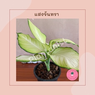 แสงจันทรา - Dieffenbachia ‘Tropic Marianne’ ไม้มงคลกระถาง8"