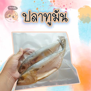 สินค้าคุณภาพ ปลาทูมัน ปลาทูหอม จากแม่กลอง สด ใหม่ รับประกันความอร่อย บรรจุแพ็คละ 2 ตัว ไซส์จัมโบ้