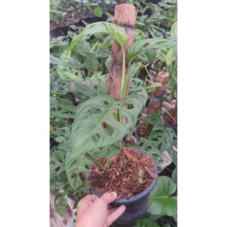Monstera​พลูฉลุยักษ์​ ใบใหญ่ได้ประมาณ​3-4ฟุต