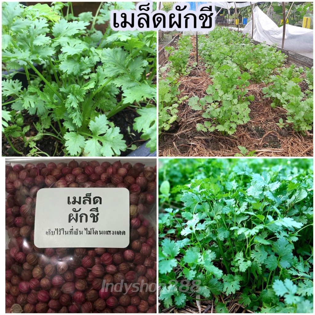 เมล็ดผักชีไทยคัดพิเศษ 5 กรัม (ซื้อ 10 แถม 1 คละได้ – โปรปัง