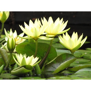 10 เมล็ด เมล็ดบัว สีเหลือง นำเข้า บัวนอก สายพันธุ์เมล็ดบัว Waterlily Nymphaea Seeds