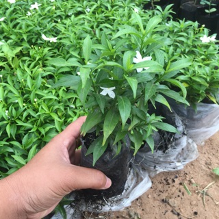ต้นพุดศุภโชค ต้นละ 10 บาท ต้นไซส์เล็ก ขั้นต่ำ 5 ต้น