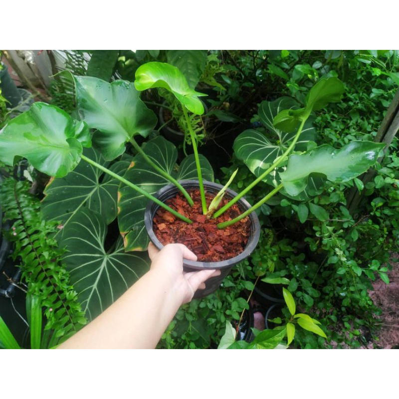 🌿 Philodendron rugosum 'Sow’s Ear' ฟิโลหนังหมู