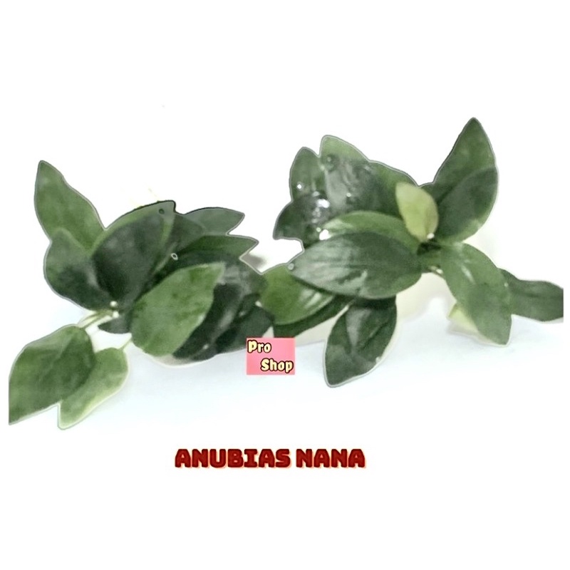  Anubias : อนูเบียสพันขอนไม้เล็ก 