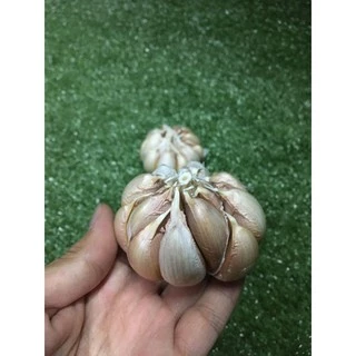 กระเทียมสดหัว/ปอก/กลีบ 🧄 - กระเทียมนอก กะเทียม ผักผลไม้สด