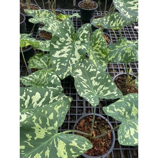 บอนเสือพราน🍀 alocasia hilo beauty / caladium hilo beauty