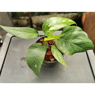 Epipremnum Pintanum Variegated อิพิด่างขาว