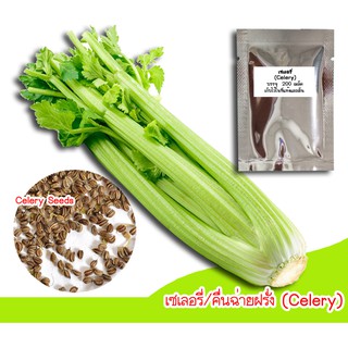 เมล็ดพันธุ์เซเลอรี่(Celery) 500 เมล็ด เมล็ดพันธุ์เซเลอรี่ เมล็ดเซเลอรี่ ปลูกเซเลอรี่ คื่นฉ่ายฝรั่ง น้ำคื่นฉ่าย ขึ้นฉ่าย