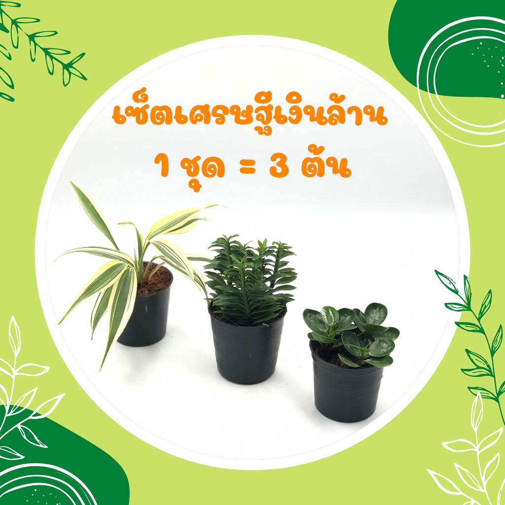 💥 โปร 2.2💥 เซ็ตเศรษฐีเงินล้าน (1 ชุด = 3 ต้น) ไผ่กวนอิมเงิน บันไดเศรษฐี ช้อนเงินช้อนทอง ต้นไม้มงคล เสริมโชคลาภ ร่ำรวย