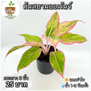 ต้นสยามออเร้นจ์ หรือทรัพย์สีทอง จัดส่ง 2 ต้นขึ้นไป คละแบบได้