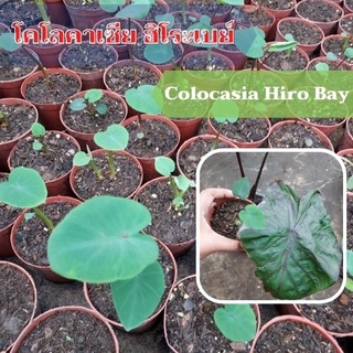 โคโลคาเซีย ฮิโระเบย์ Colocasia Hilo bay 1 ต้น ปลูกได้ทั้งแบบบนดินและในน้ำ💦 จัดส่งแบบคละต้น สินค้าพร้อมจัดส่ง