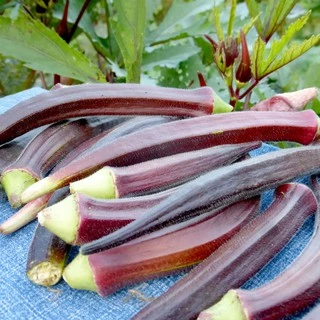 เมล็ดพันธุ์ กระเจี๊ยบ เรดเบอร์กันดี Red Burgundy Okra Seed 30 เมล็ด คุณภาพดี ของแท้ 100%