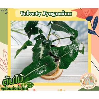 ออมเพชร🌱 (Velvety Syngonium)