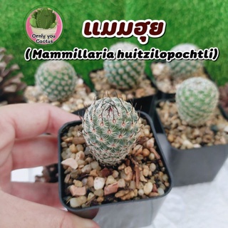 🌺แมมฮุย( Mammillaria huitzilopochtli)