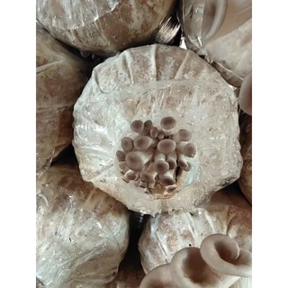 ก้อนเชื้อเห็ดนางรมดำขนาดทดลอง 3 ก้อน50บาท