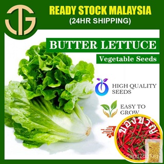 【ซื้อ3แถม1】เมล็ดพันธุ์ผักผักกาดหอม v2-butter (200-300G) เมล็ดพันธุ์เมล็ดพันธุ์พืช seeds เมล็ดพืช seeds V1J4