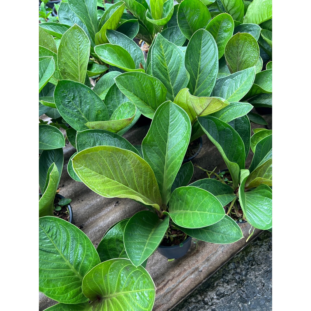 มุมมอง 2