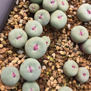 #PREORDER (อัพเดทเมื่อวันที่ 10 ก.ย. 2566) น้องปากแดง👄 Conophytum pageae