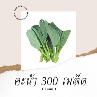 เมล็ดพันธุ์ผัก คะน้า 300เมล็ด10แถม1 คละได้ ปลูกง่ายโตไว